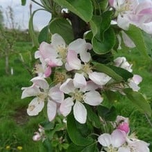 Organic Charles Ross Apple Trees