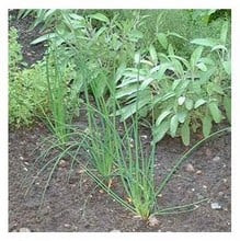 Organic Chives