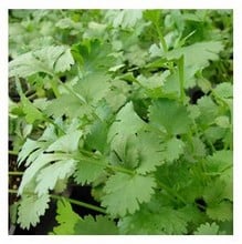 Organic Coriander Seeds