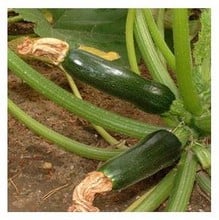 Organic Courgette F1 Defender Seeds