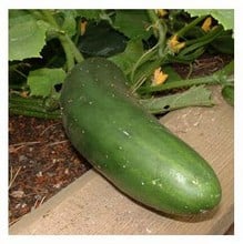 Organic Cucumber Marketmore Seeds