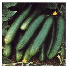 Organic Cucumber Tanja Seeds