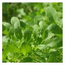 Organic Cultivated Rocket Seeds