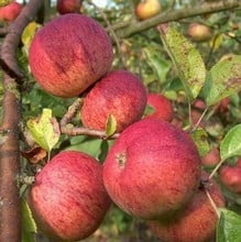 Organic Dabinett Cider Apple Trees Organic Dabinett Cider Apple Trees