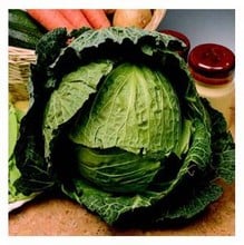 Organic Derby Day Cabbage Seeds