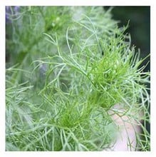 Organic Dill Seeds