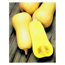 Organic Early Butternut Squash Seeds