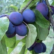 Organic Early Prolific Plum Tree