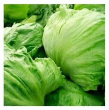 Organic Embrace Iceberg Lettuce Seeds