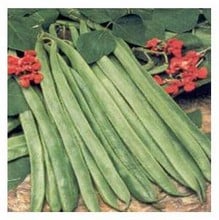 Organic  Enorma Runner Bean Seeds