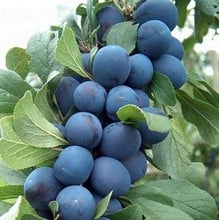 Organic Farleigh Damson Tree Organic Farleigh Damson Tree