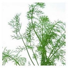 Organic Fennel Herb Seeds