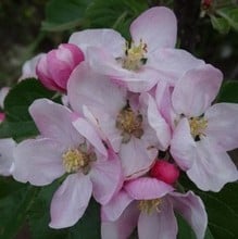 Organic Fiesta Apple Trees