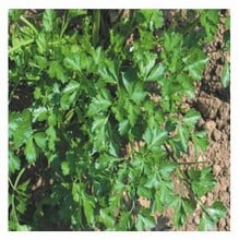 Organic Flat Leaf Parsley Seeds