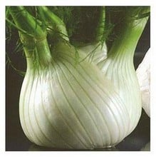 Organic Florence Fennel Zefa Fino (Bulbing) Seeds Organic Florence Fennel Zefa Fino (Bulbing) Seeds