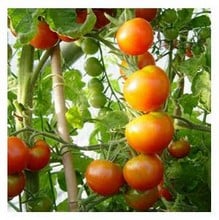 Organic Gardeners Delight Tomato Seeds