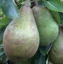 Organic Glou Morceau Pear Tree