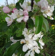 Organic Gorgeous Crab Apple Trees