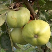 Organic Grenadier Apple Trees