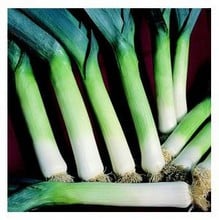 Organic Hannibal Leek Seeds