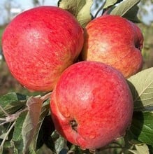 Organic Harry Masters Jersey Cider Apple Trees
