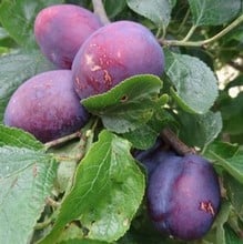 Organic Herman Plum Tree