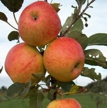 Organic James Grieve Apple Trees