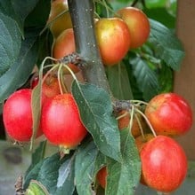 Organic John Downie Crab Apple Trees