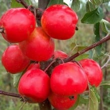 Organic John Downie Crab Apple Trees