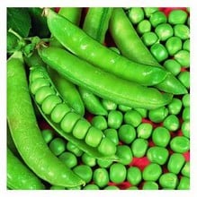 Organic Karina Pea Seeds