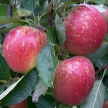 Organic Kidd's Orange Red Apple Trees