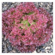 Organic Lollo Rossa Lettuce Seeds