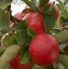Organic Lord Lambourne Apple Trees