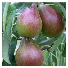 Organic Louise Bonne of Jersey Dessert Pear Trees