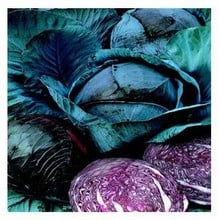 Organic Marner Large Red Cabbage Seeds