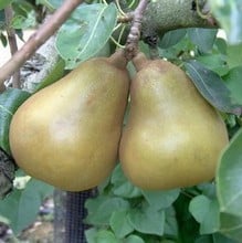 Organic Merton Pride Pear Tree