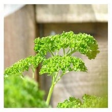 Organic Moss Curled Parsley Seeds