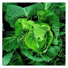 Organic Myatts Offenham Compacta Cabbage Seeds