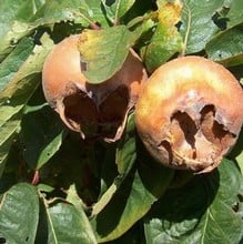 Organic Nottingham Medlar Tree Organic Nottingham Medlar Tree