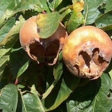 Organic Nottingham Medlar Tree