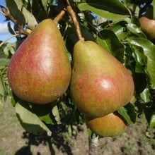 Organic Onward Pear Tree