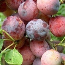 Organic Opal Plum Tree