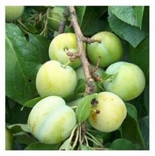 Organic Oullins Golden Gage Plum Trees