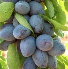 Organic Purple Pershore Plum Tree