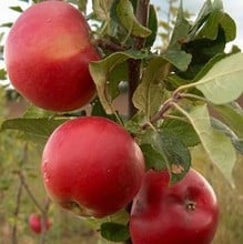 Organic Red Devil Apple Trees