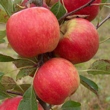 Organic Red Falstaff (R) Apple Trees
