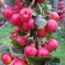 Organic Red Sentinel Crab Apple Tree