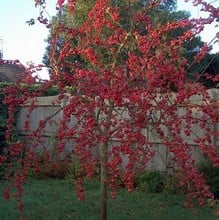 Organic Red Sentinel Crab Apple Tree