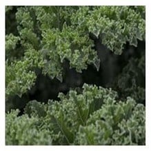 Organic Ripbor Kale Seeds