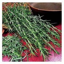 Organic Rosemary Seeds